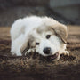 Barking and Chewing? Try These Innovative Dog Solutions!