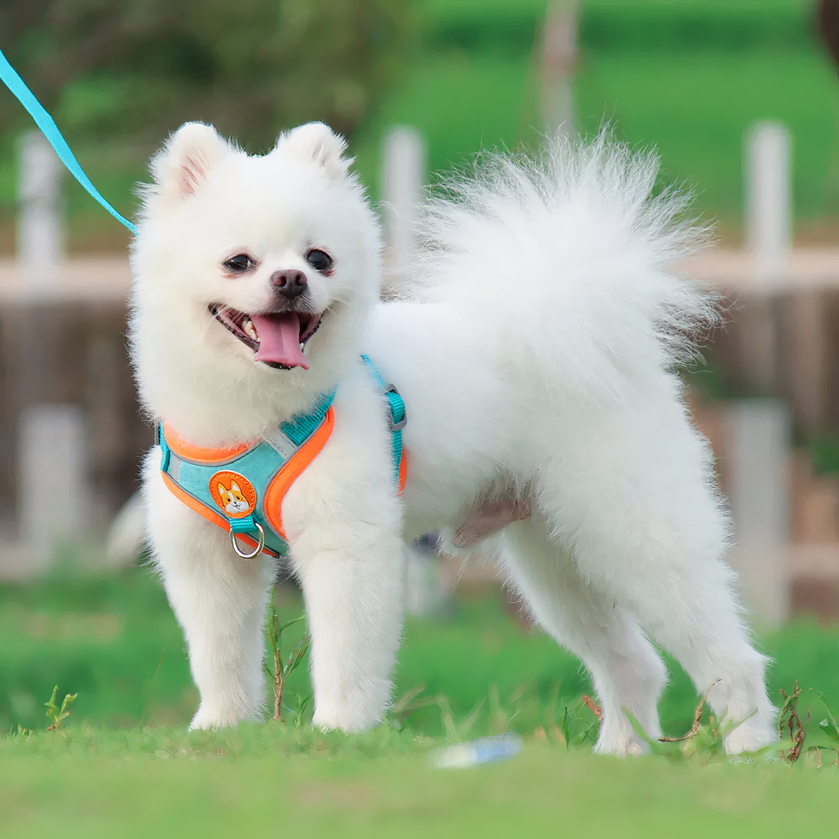 Durable Harness & Leash
