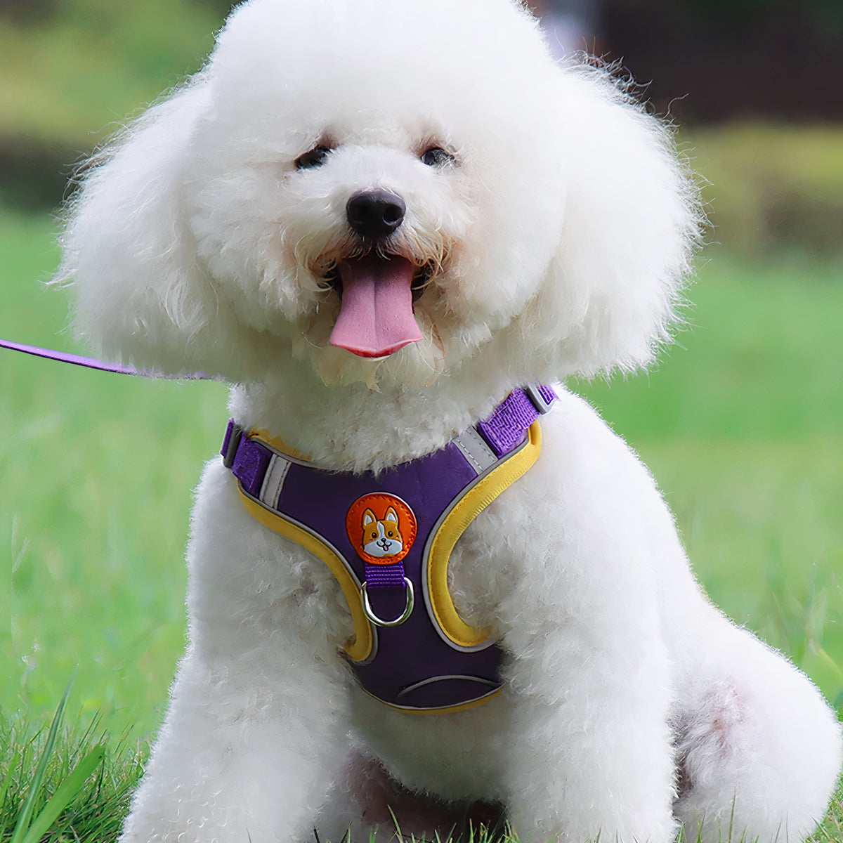 Durable Harness & Leash